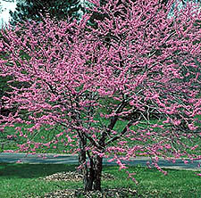 clump redbud