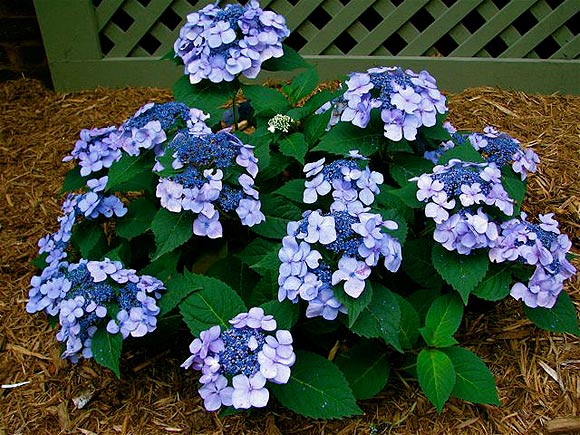 year hydrangea twist n shout hydrangea macrophylla piihm i ppaf ...