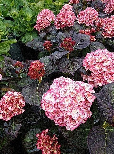 Hydrangea macrophylla 'Miss Saori' | Gardener