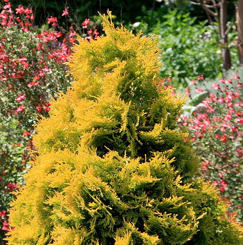 Sunkist arborvitae & Fire Chief arborvitae | Renegade Gardener