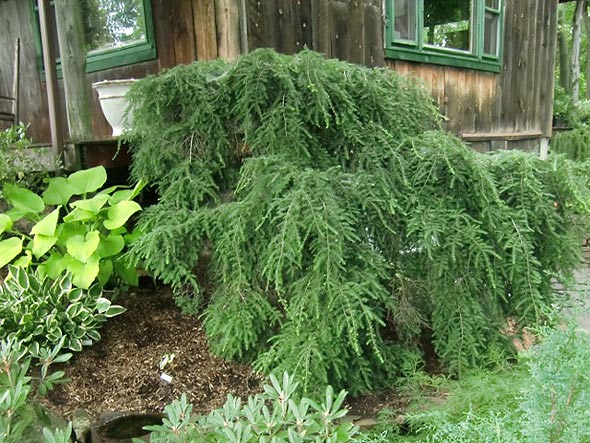 Tsuga Canadensis Varieties Renegade Gardener