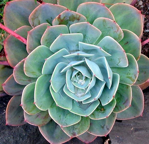 Sucked in by SUCCULENTS | Renegade Gardener