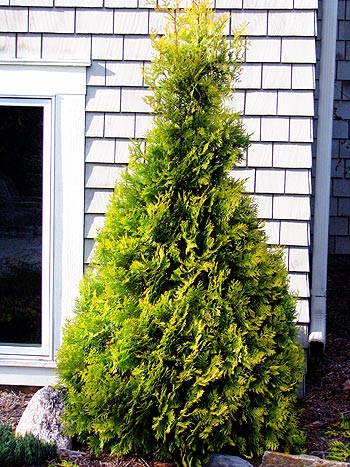 Thuja occidentalis 'Yellow Ribbon' - Iseli Nursery