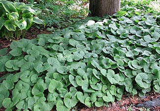 wild ginger ground cover