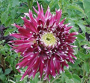 Pistachio Dahlias - Sprouting Wild Ones