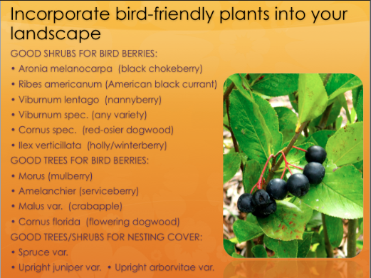 Incorporate bird-friendly plants into your yardscape